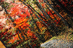 じゅうたん紅葉の風景、自然景色のペルシャ50102、ペルシャ絨毯壁掛け、サイズ：71x51ｃｍ（フサ含まず）